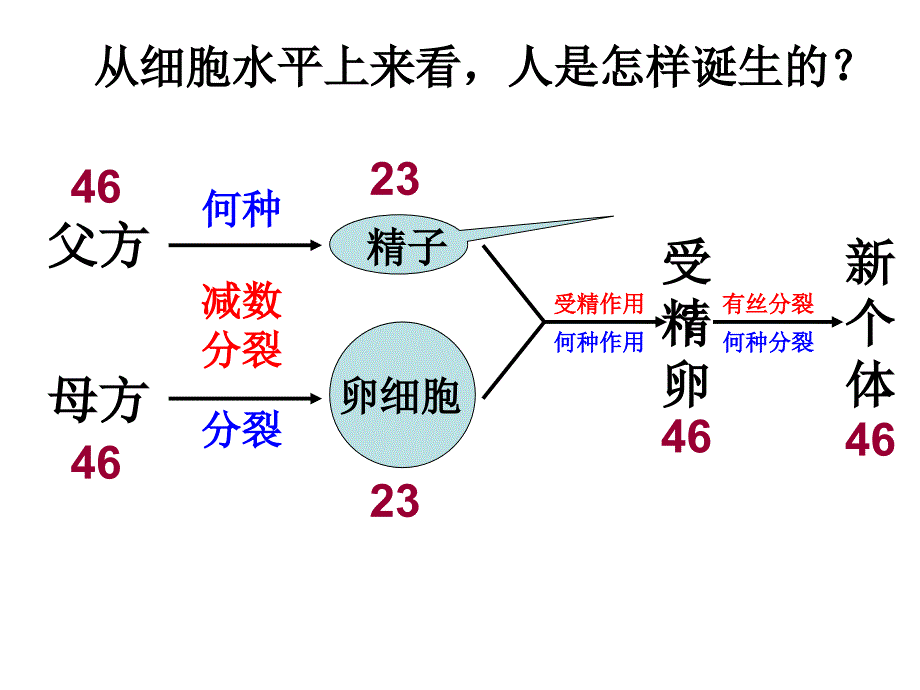 唐氏综合症是人类最常见的一种染色体病_第2页