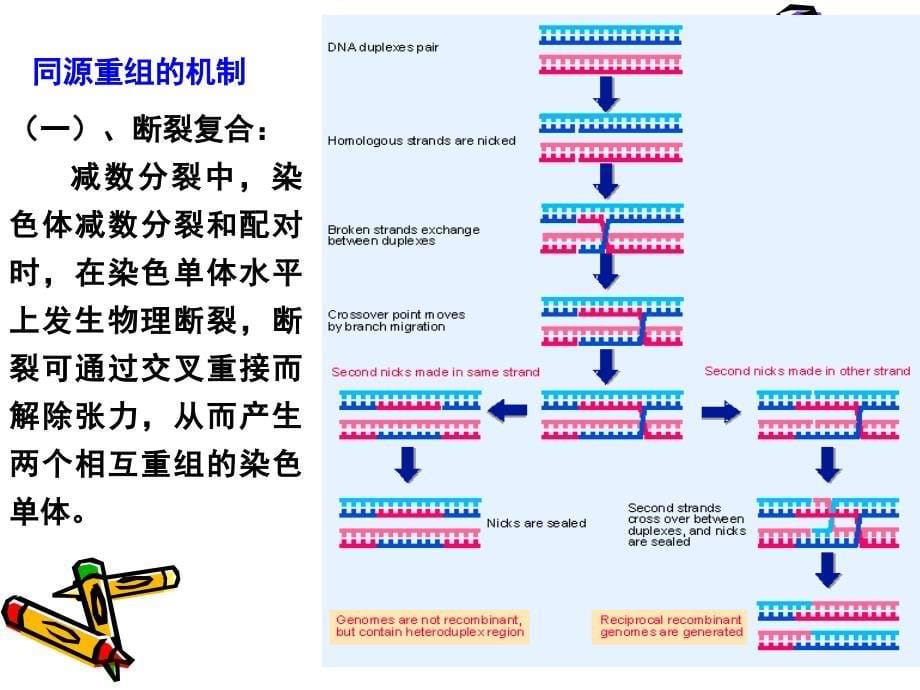 分子生物学第七章DNA的重组与转座_第5页