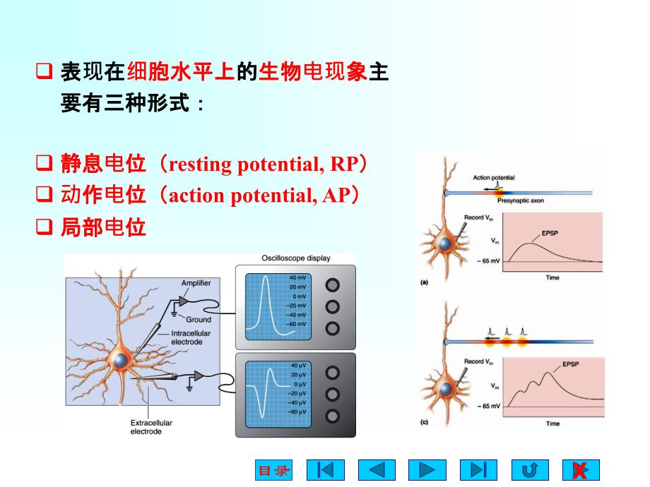 生理学静动作电位_第4页