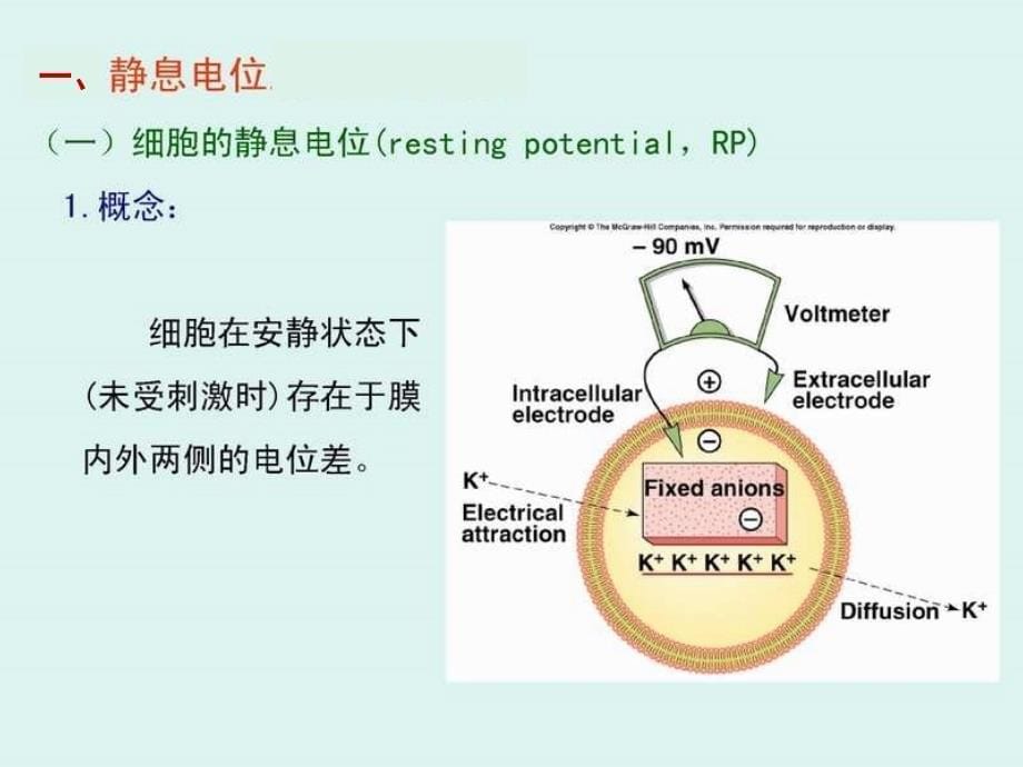 生理学静动作电位_第5页