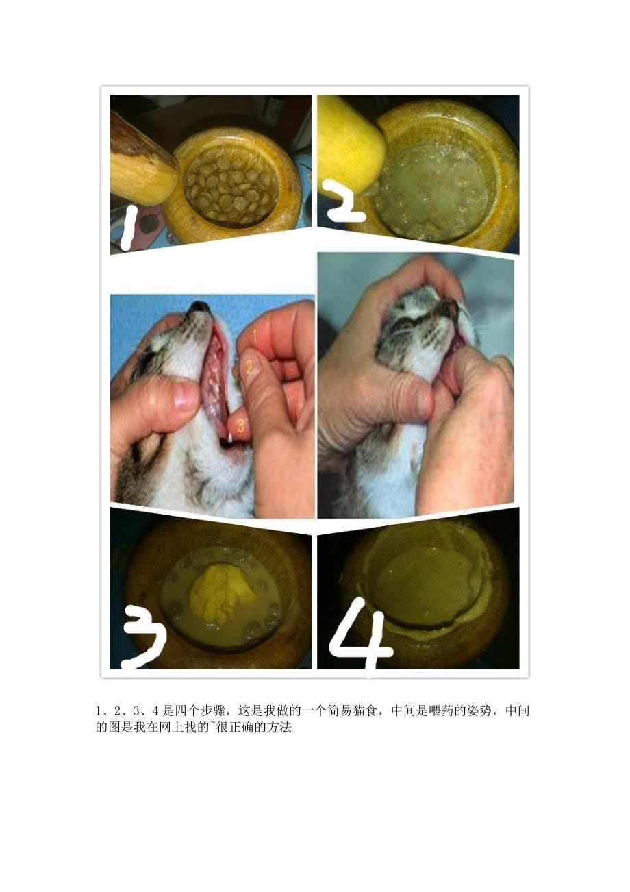 治疗猫脂肪肝黄疸.doc_第5页