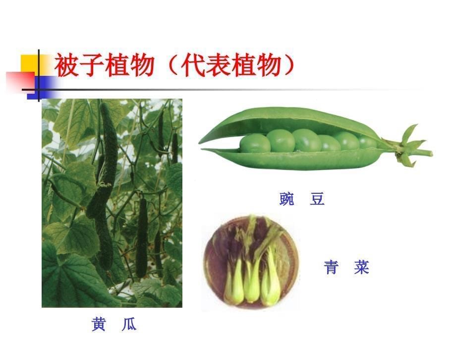 第17课时25常见的植物植物的分类2_第5页