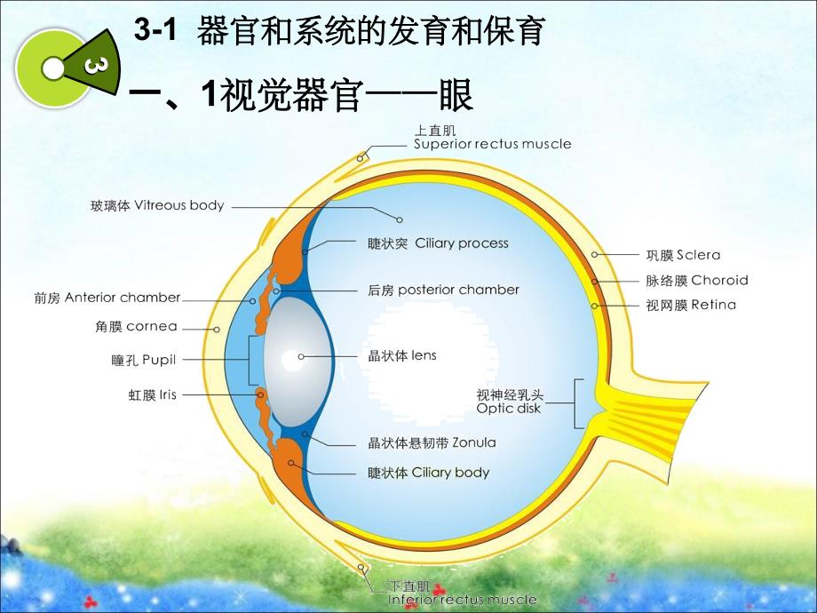 第二章(3)学前儿童器官和系统的发育和保育课件_第2页