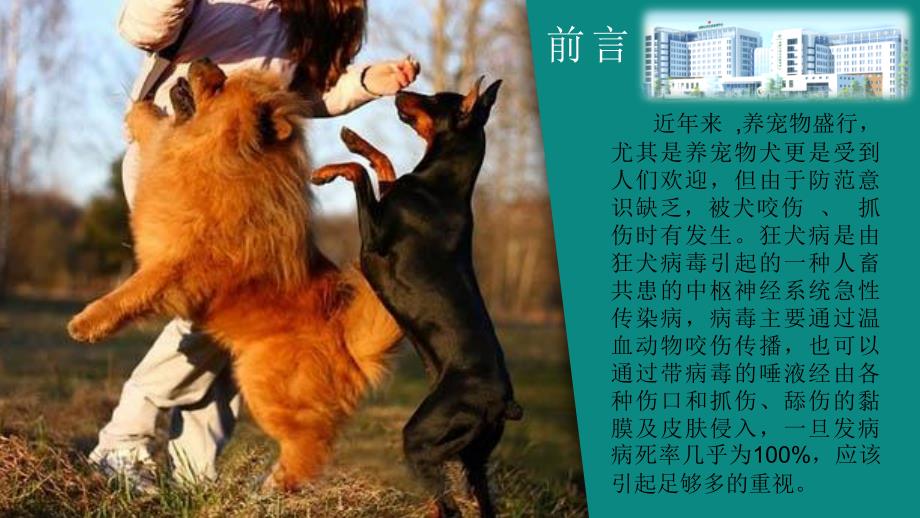 犬伤的处理及感染治疗PPT课件_第2页