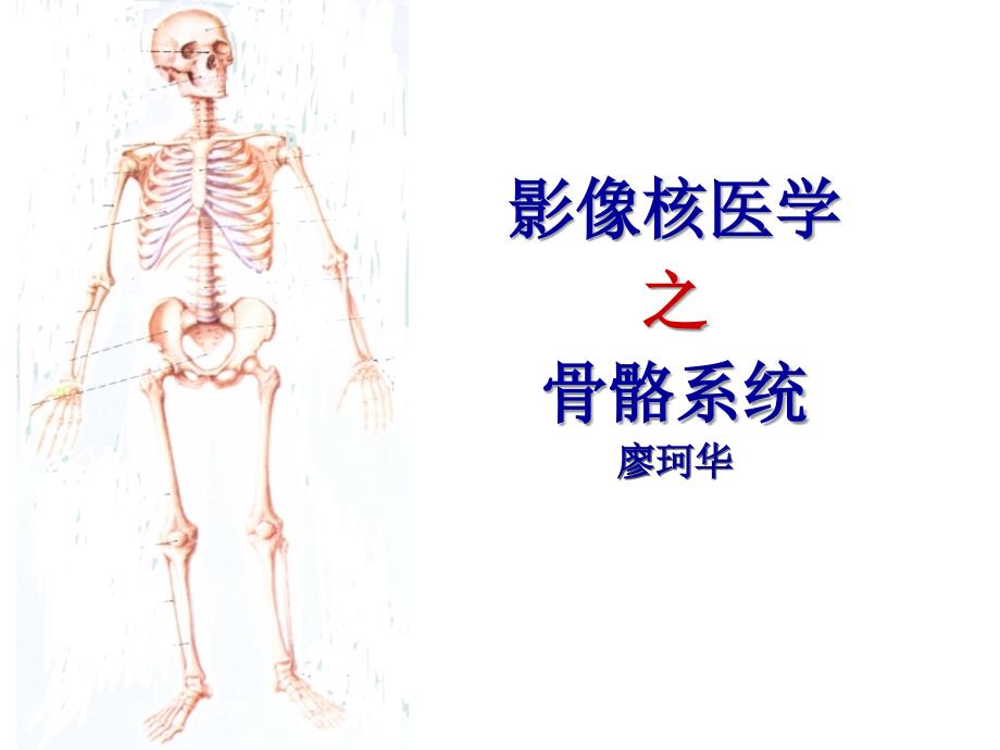 《骨骼系统g》PPT课件 (2)_第1页