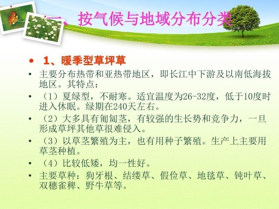 草坪草的分类及常见草坪草教学教材_第5页