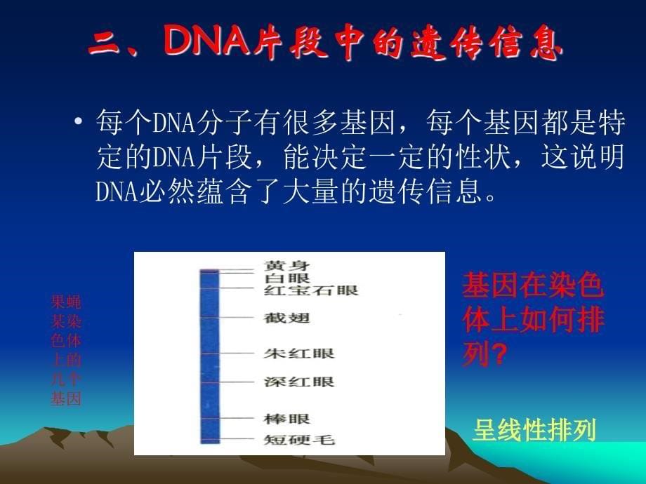 3.4基因是有遗传效应的DNA片段课件5_第5页