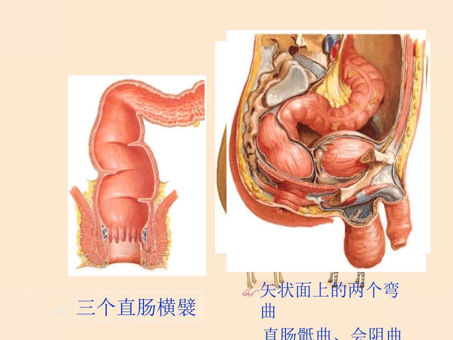 川大学盆部解剖二_第4页