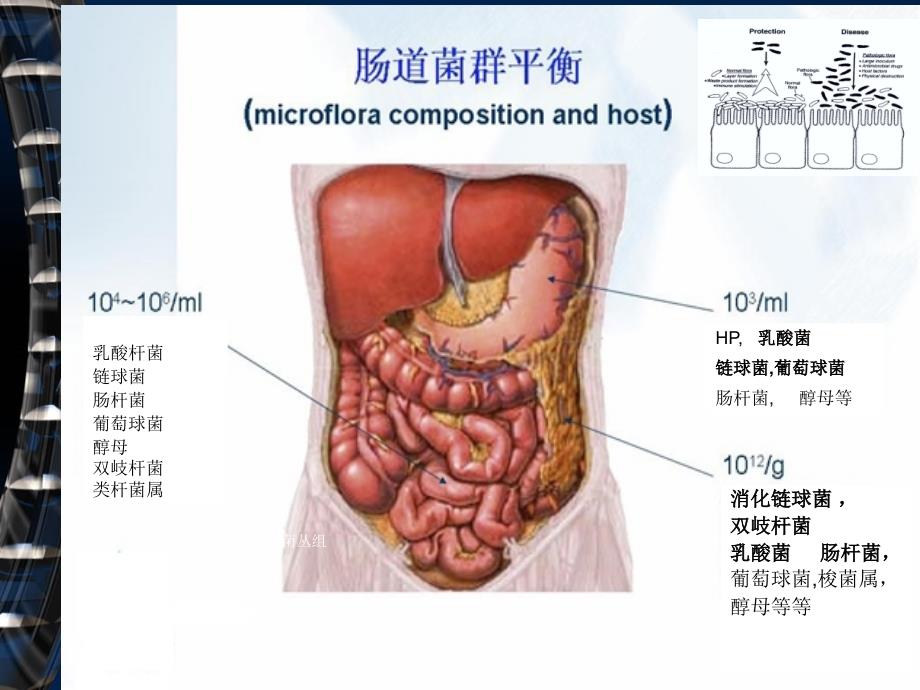 《菌群与肠道疾病》PPT课件_第4页