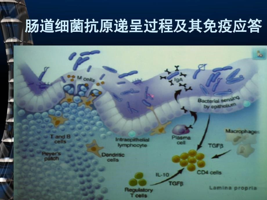 《菌群与肠道疾病》PPT课件_第5页