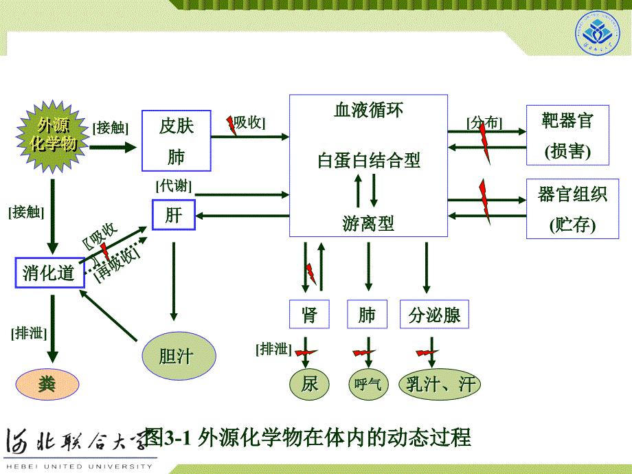 毒理学基础教学课件：第三章 外源性化合物在体内的生物转运和生物转化_第4页