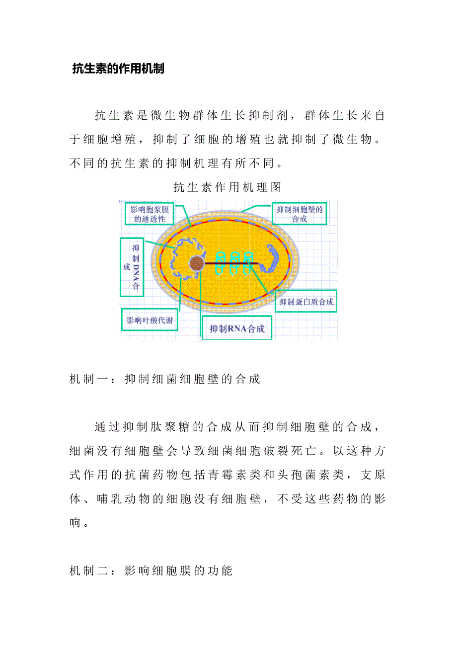 常见抗生素的作用机制.docx_第4页