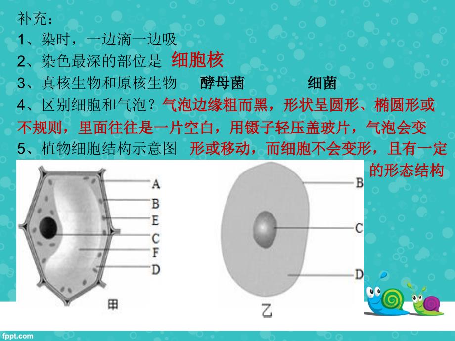 济南版七年级上复习提纲观察生物结构.ppt_第3页