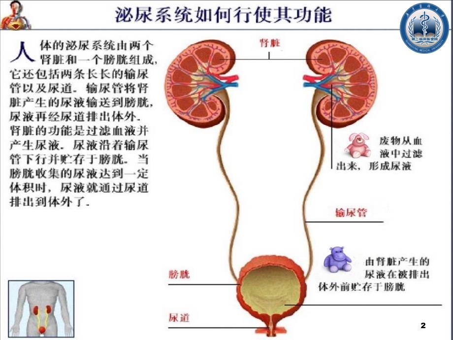 泌尿系损伤上课_第2页