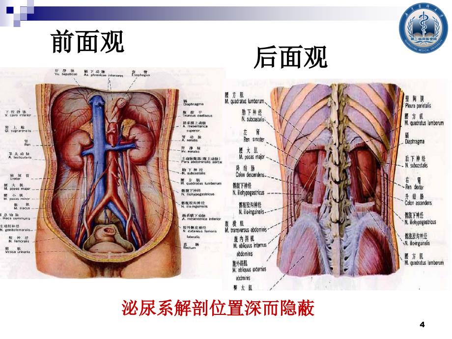 泌尿系损伤上课_第4页