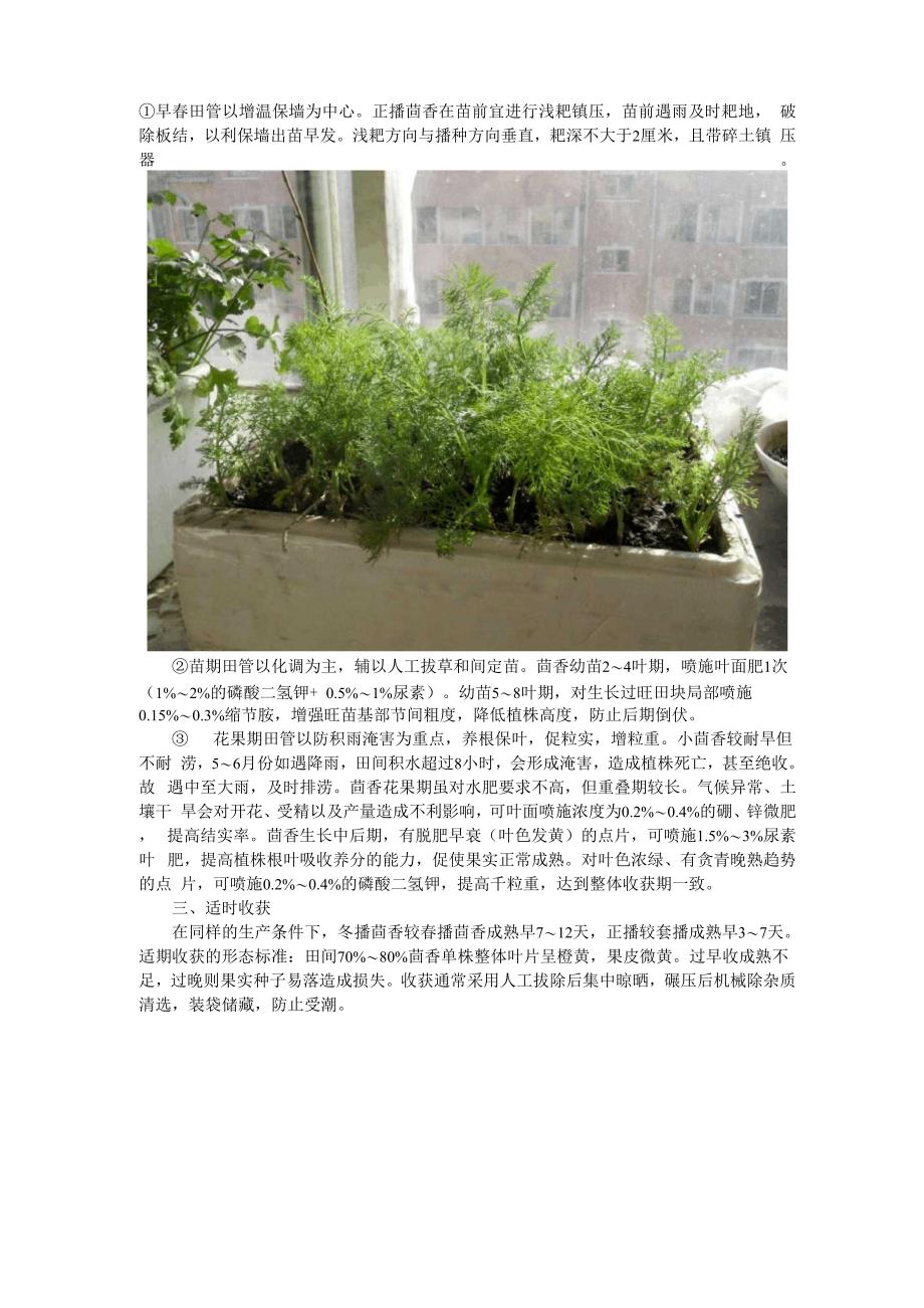 阳台茴香种植的方法和注意事项_第3页