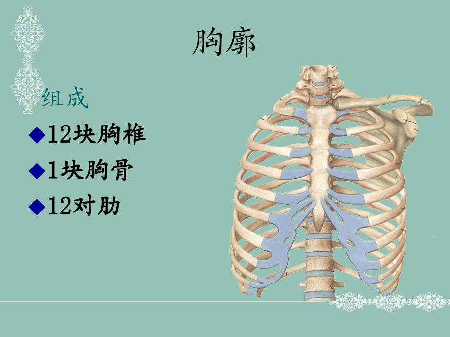 人体断面解剖学胸部文档资料_第2页