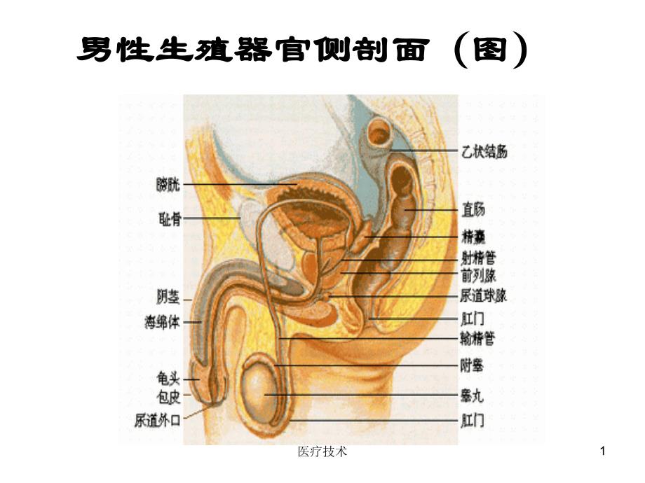 男性生殖器官侧剖面(图)（严选内容）_第1页