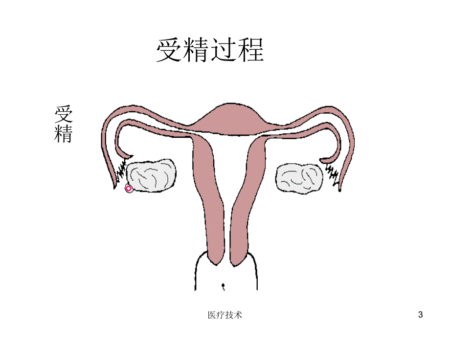 男性生殖器官侧剖面(图)（严选内容）_第3页