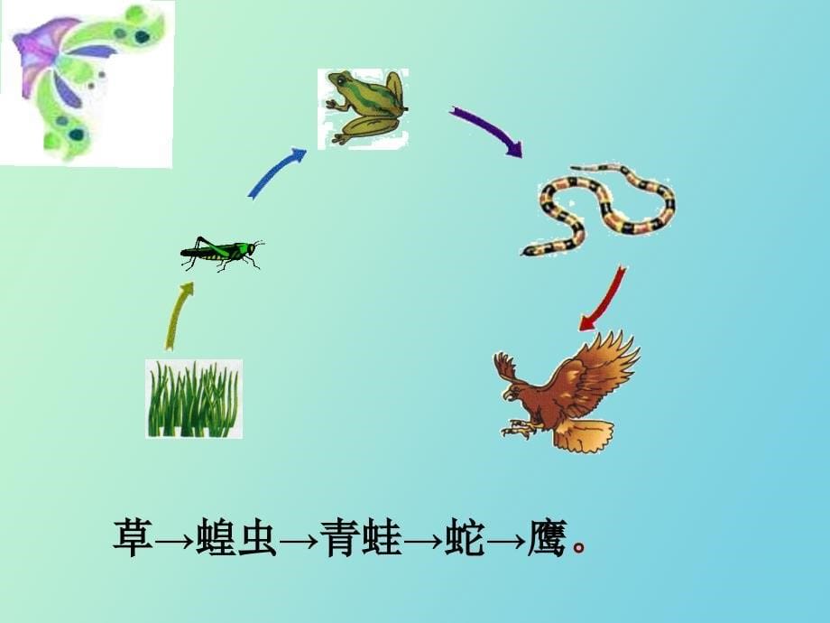 生物与环境关系组成生态系统_第5页