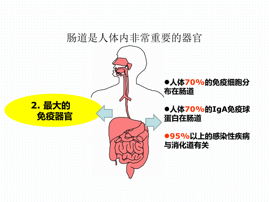 7月6日肠道健康科普讲稿_第3页