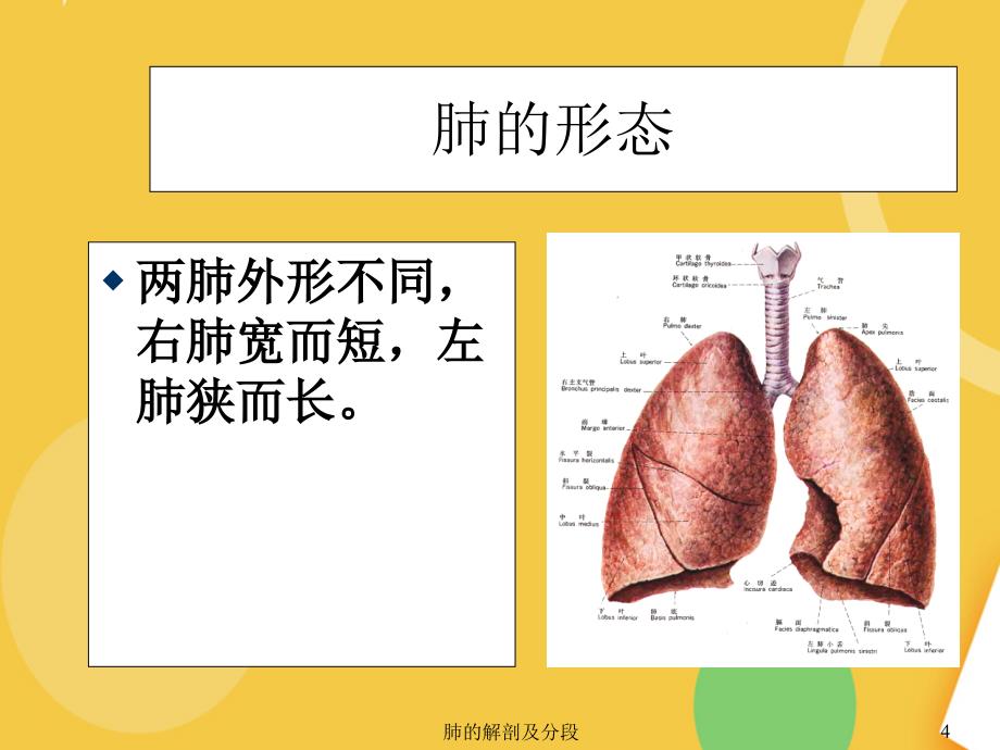 肺的解剖和生理.完整PPT资料课件_第4页