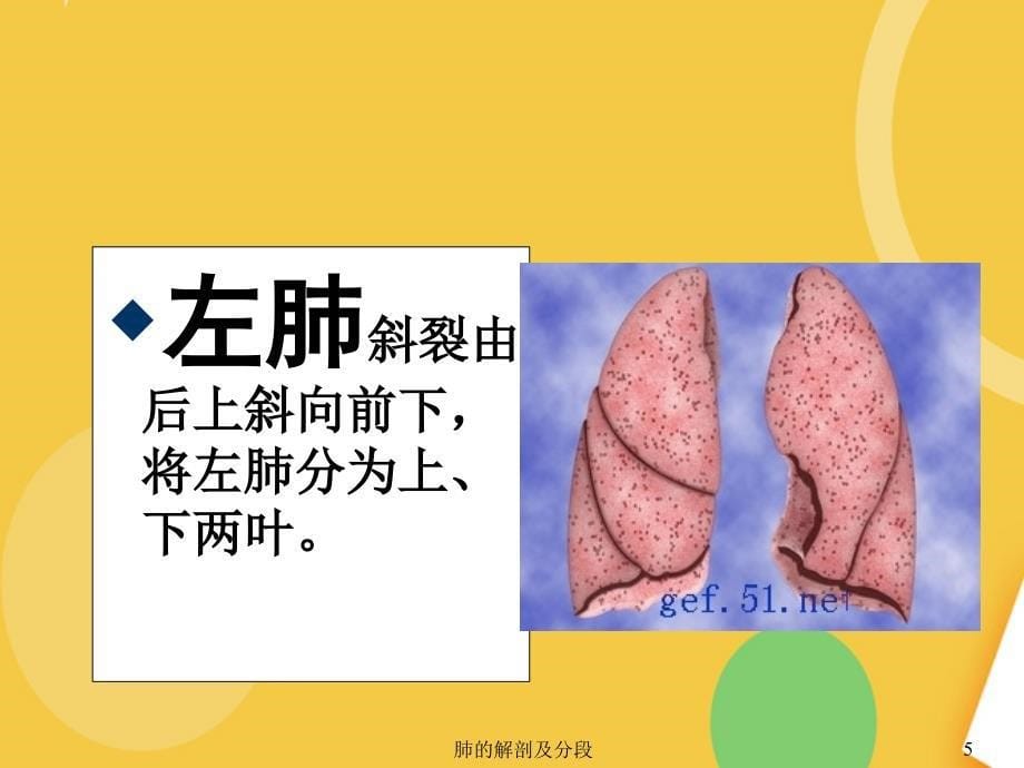 肺的解剖和生理.完整PPT资料课件_第5页