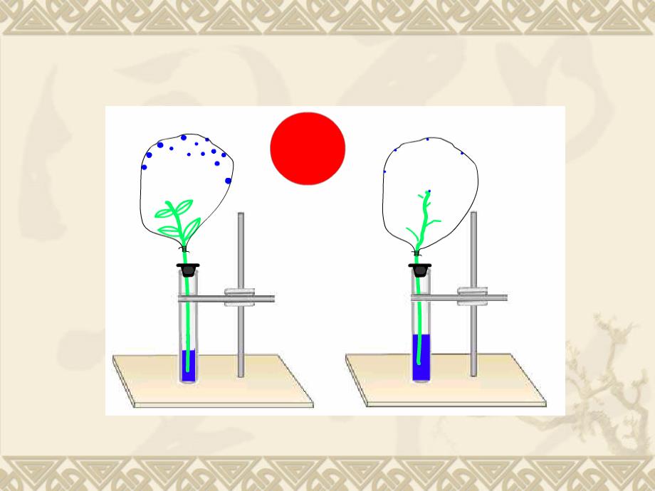 第4部分蒸腾作用_第3页