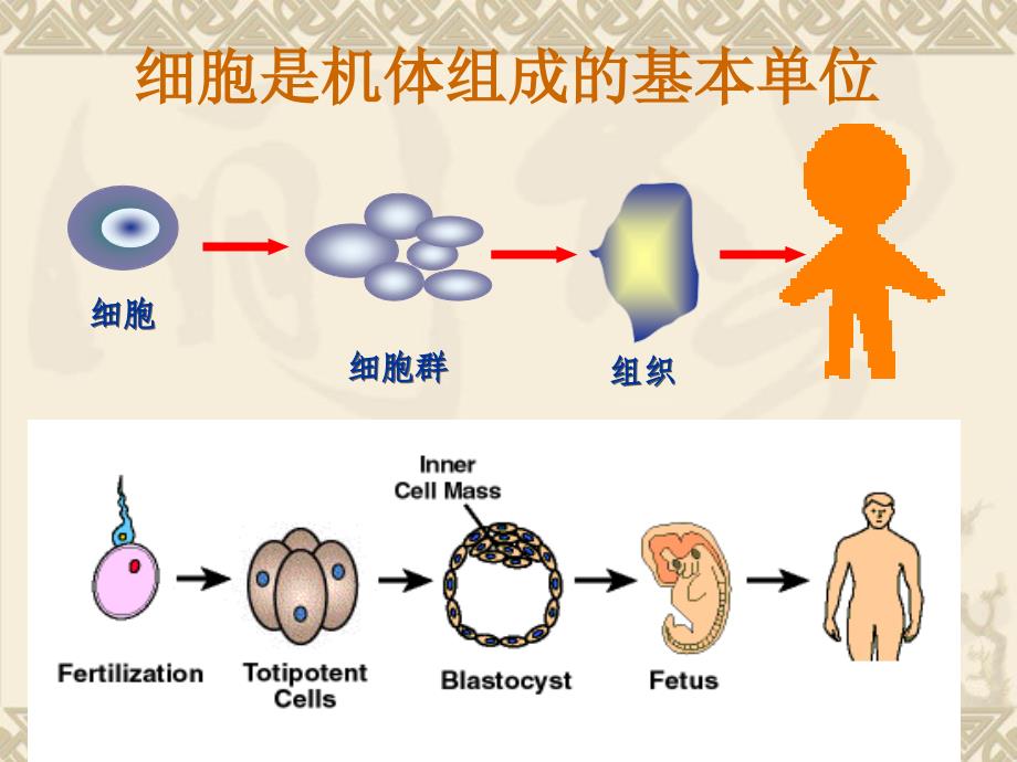 32胚胎干细胞的研究及其应用_第2页