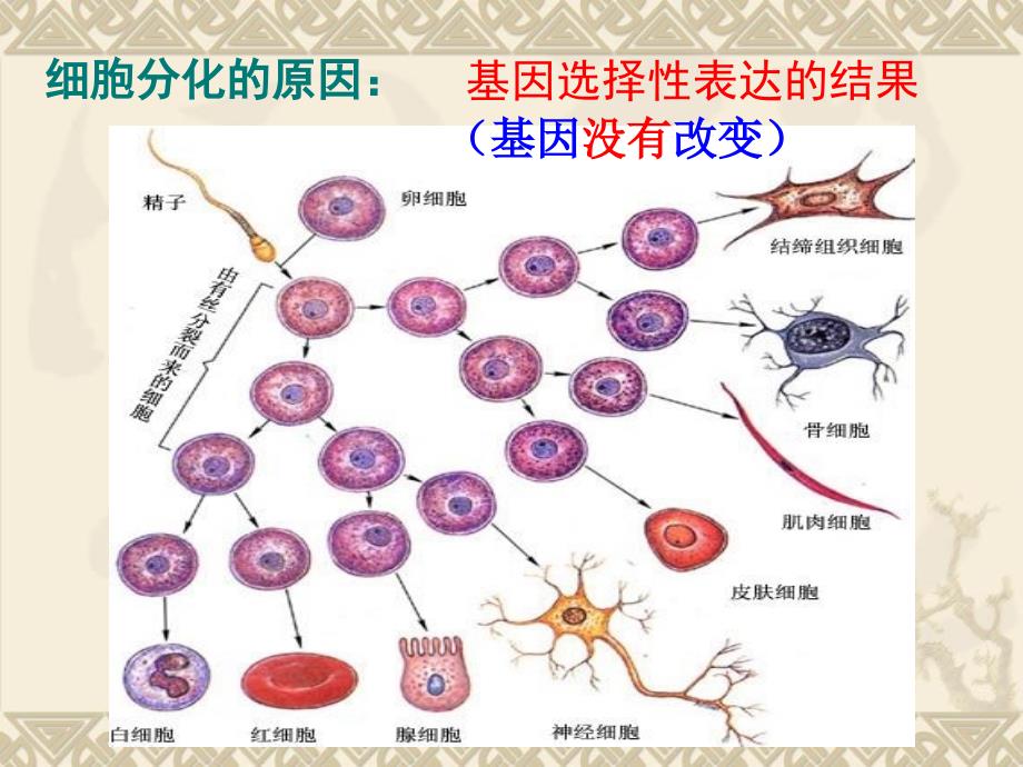 32胚胎干细胞的研究及其应用_第4页