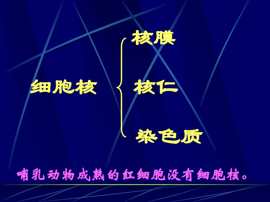 细胞核结构和功能课件_第2页