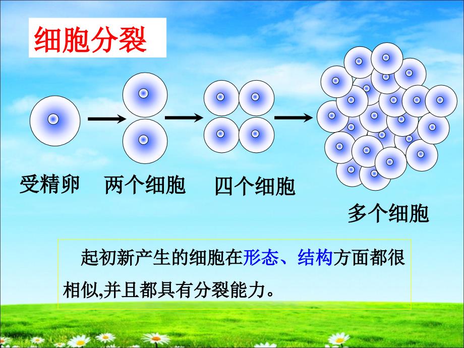 动物体的结构层次(上课).ppt_第4页