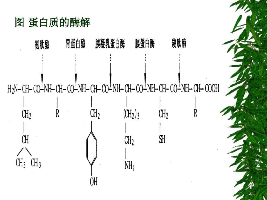 AminoAcid-Metabolism(氨基酸代谢)-课件_第5页