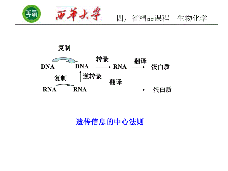 生物化学第十三章蛋白质的生物合成及基因工程_第3页