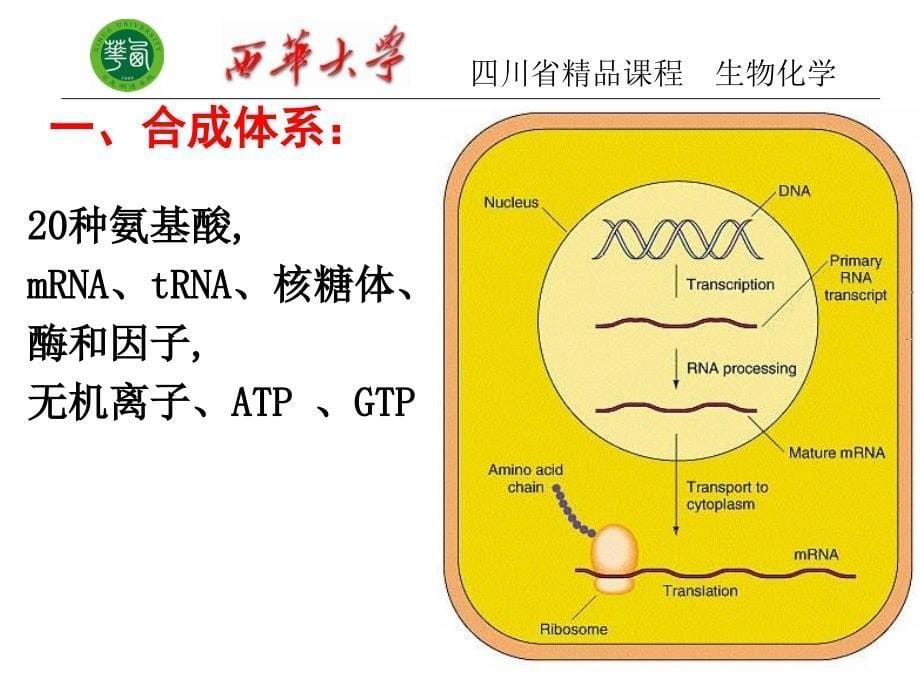 生物化学第十三章蛋白质的生物合成及基因工程_第5页