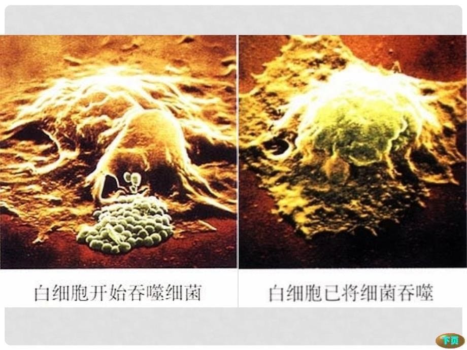 八年级生物下册免疫免疫和计划免疫课件新人教版_第5页