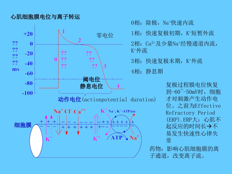 心血管药物Cardiovasculardrugs_第4页