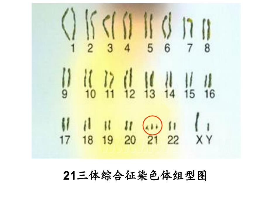 学生第5章第2节染色体变异6_第3页