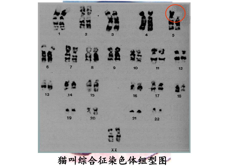 学生第5章第2节染色体变异6_第4页