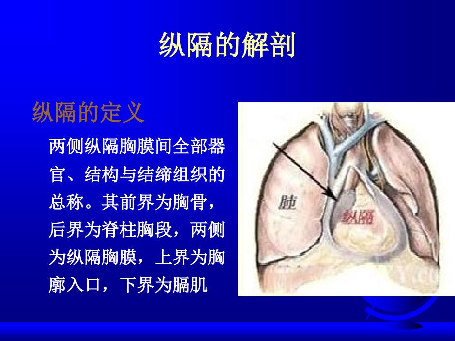 纵隔肿瘤的解剖位置及诊疗ppt课件_第3页