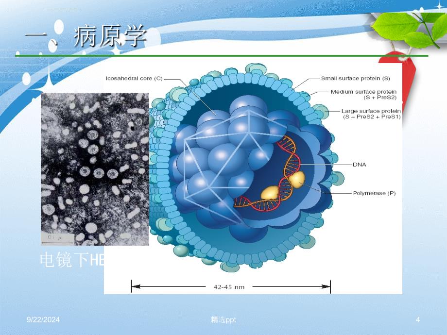 201x乙肝防治指南解读_第4页