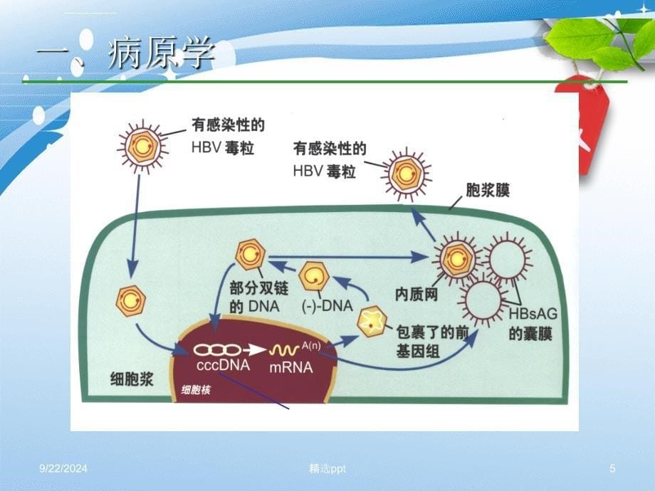 201x乙肝防治指南解读_第5页