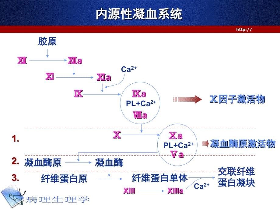 抗凝凝血纤溶PPT课件_第5页