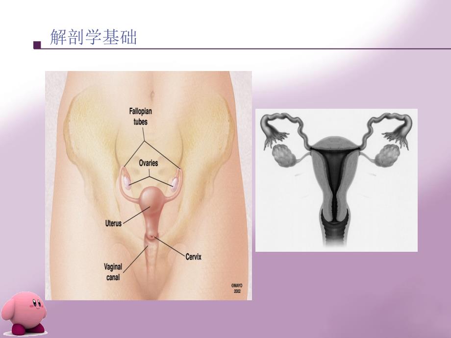 肿瘤学课件：女性生殖系统肿瘤_第2页