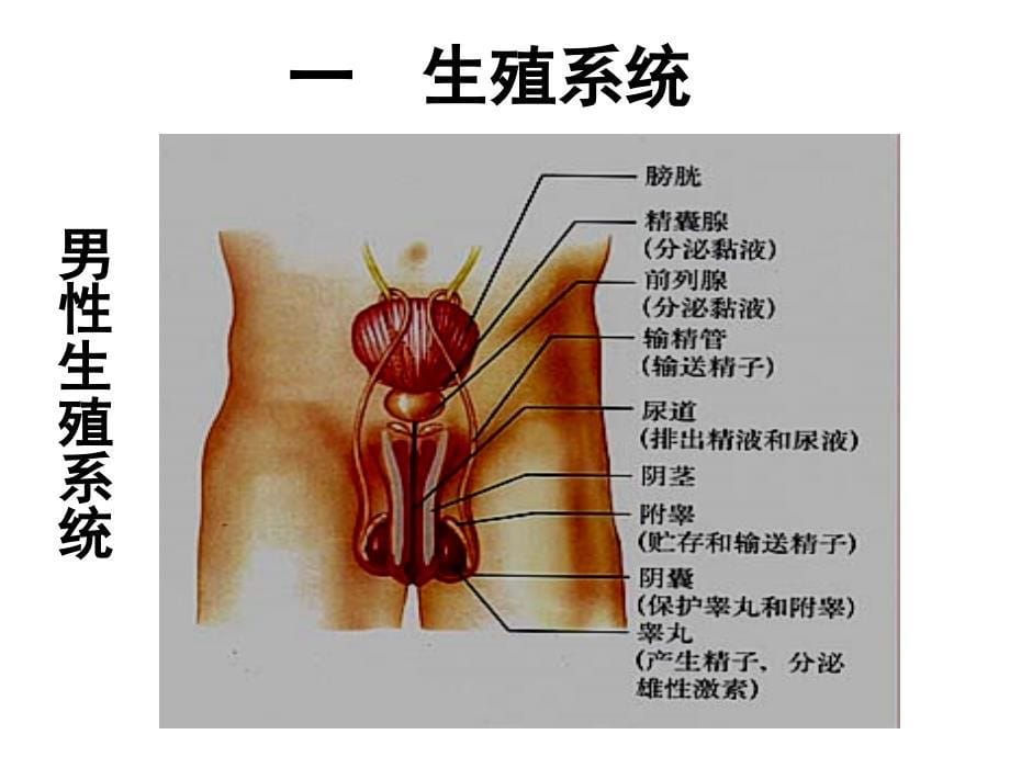 七年级生物下册第一章第二节人的生殖课件新人教版_第5页