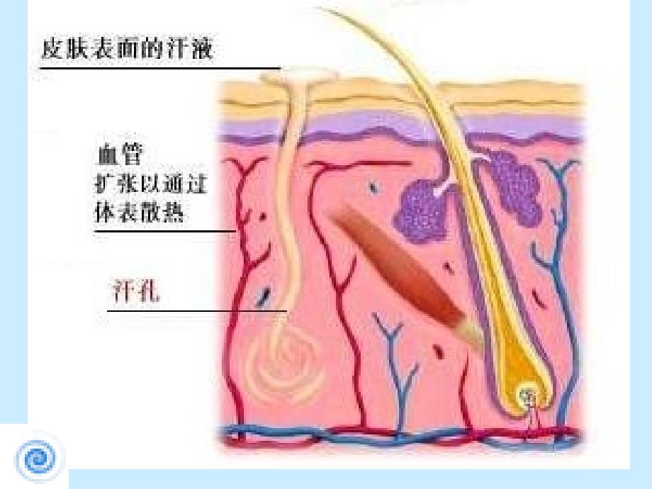 生物：3.4.2《汗液的形成和排出》课件2(济南版七年级下)_第3页