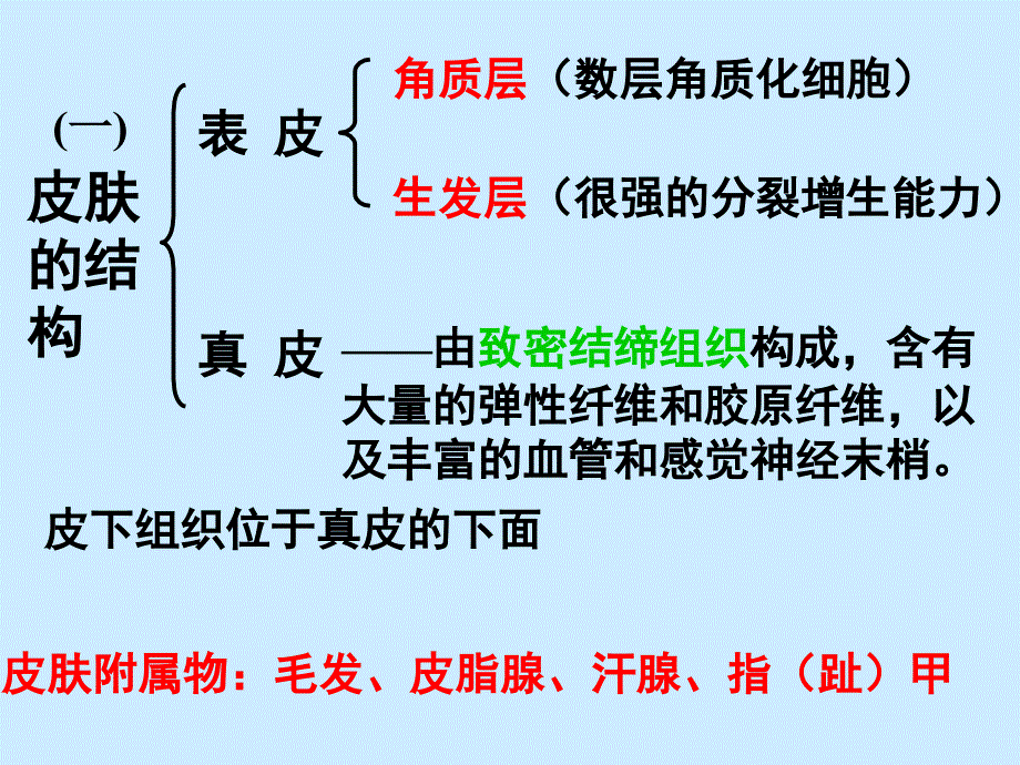 生物：3.4.2《汗液的形成和排出》课件2(济南版七年级下)_第4页