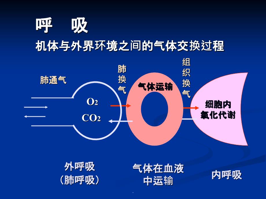 呼吸系统生理课件_第2页