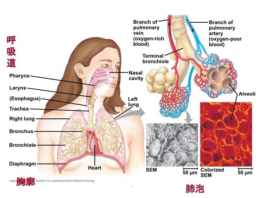 呼吸系统生理课件_第5页