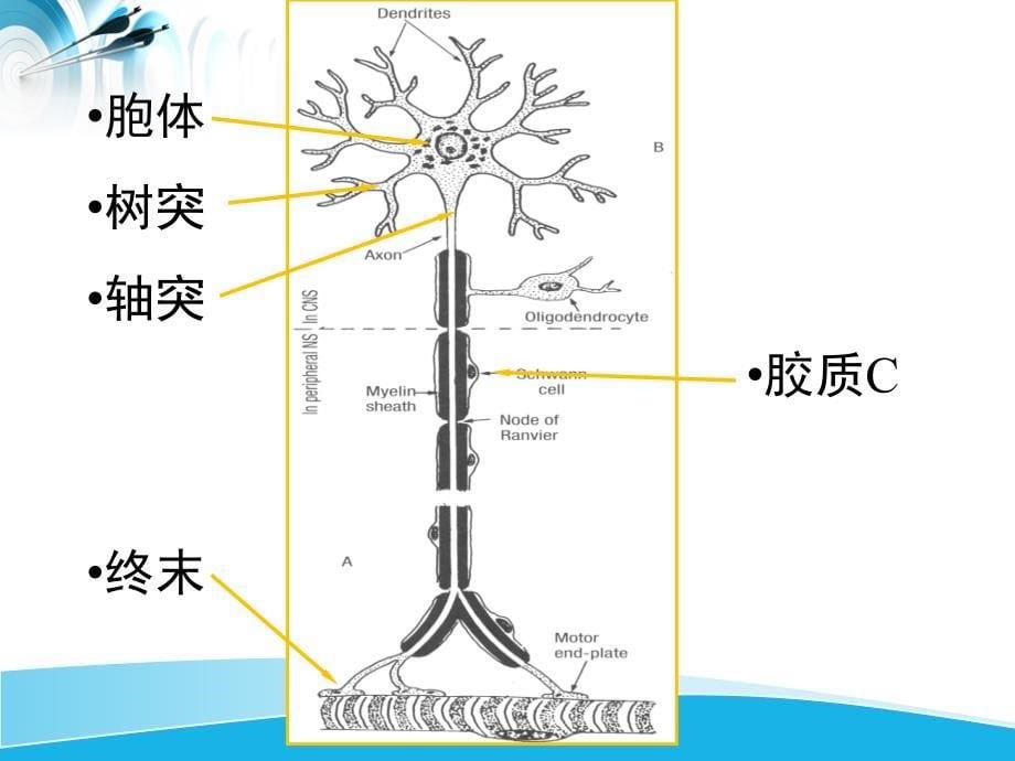 组胚神经组织_第5页